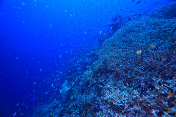 Fototapeta na wymiar marine ecosystem underwater view / blue ocean wild nature in the sea, abstract background