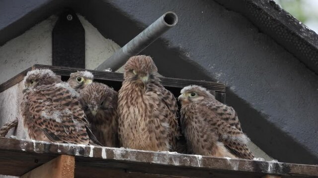Turmfalken am Nistkasten auf Bauernhof in der Eifel