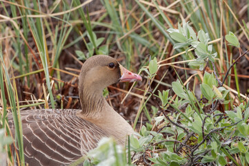 Greater White-fronted Goose (Anser albifrons) female at nest in Barents Sea coastal area, Russia