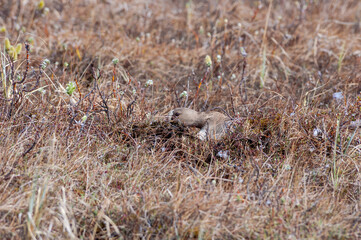 Greater White-fronted Goose (Anser albifrons) female at nest in Barents Sea coastal area, Russia