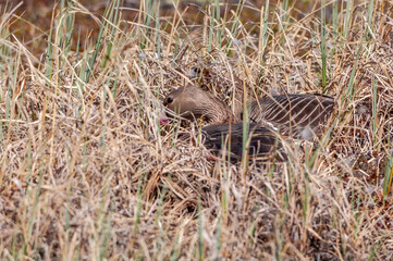 Greater White-fronted Goose (Anser albifrons) female and protecting her male in Barents Sea coastal area, Russia
