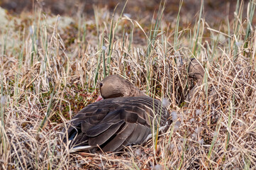 Greater White-fronted Goose (Anser albifrons) female and protecting her male in Barents Sea coastal area, Russia