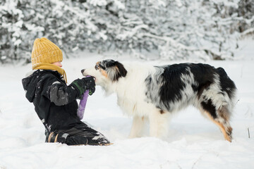 Little boy playing with australian shepherd with puller in winter forest.