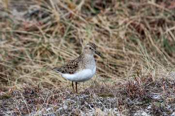 Temminck's Stint (Calidris temminckii) in Barents Sea coastal area, Russia