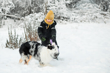  boy playing with australian shepherd with puller in winter forest.