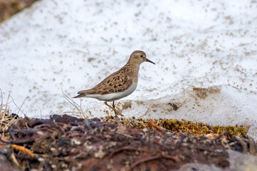 Temminck's Stint (Calidris temminckii) in Barents Sea coastal area, Russia