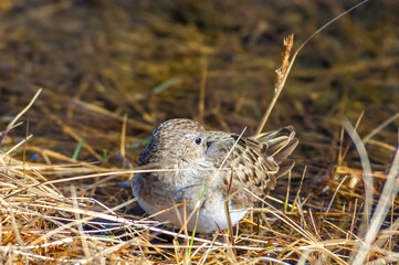 Temminck's Stint (Calidris temminckii) in Barents Sea coastal area, Russia