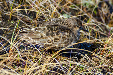 Temminck's Stint (Calidris temminckii) in Barents Sea coastal area, Russia