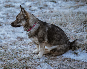 swedish valhund dog 