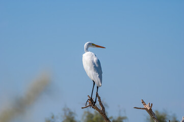 Great Egret (Egretta alba) in Bolsa Chica Ecological Reserve, California, USA