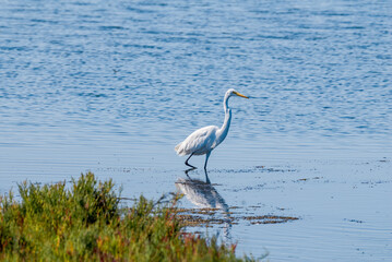 Great Egret (Egretta alba) in Bolsa Chica Ecological Reserve, California, USA