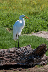 Great Egret (Egretta alba) in Malibu Lagoon, California, USA