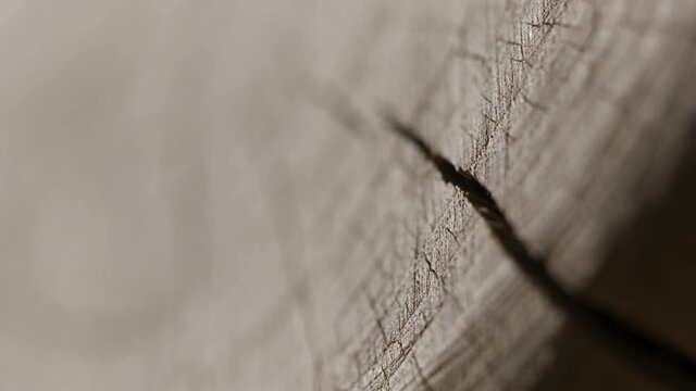 The round edge of the cut log, wooden texture. Action. Close up of cut ree trunk surface, concept of carpentry. 