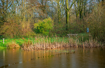 Landscape with frozen pond and reedmace
