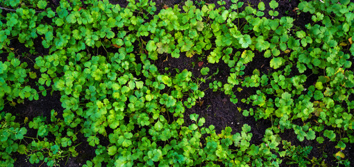 Close up of coriander growing (Coriandrum sativum)
