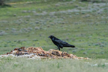 Raven (Corvus corax) feeds on carrion in the foothills of Caucasus, Republic of Dagestan, Russia