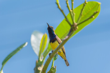 Olive backed Sunbird on tree branch.