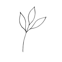 Sprig with leaves, vector doodle illustration, hand drawing