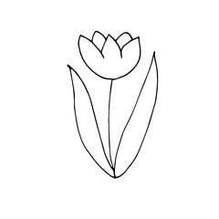 Tulip, vector doodle illustration, hand drawing