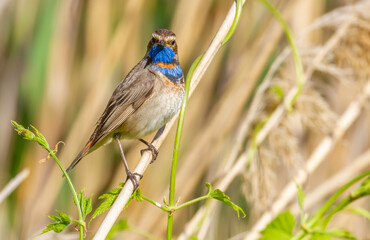 Bluethroat, Luscinia svecica. The bird sits on a cane stalk looking directly into the lens