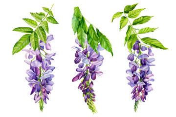 Watercolor flowers, wisteria on white background, spring, botanical illustration