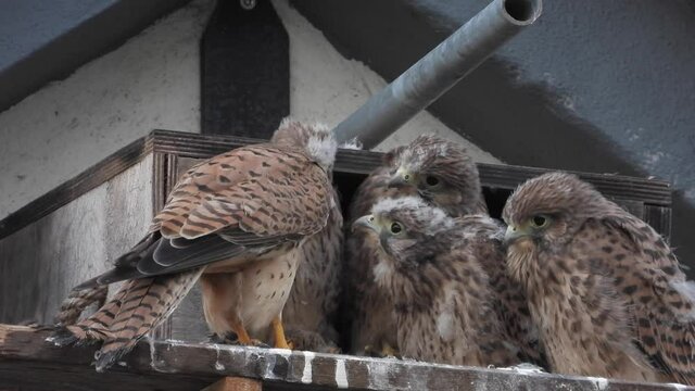 Turmfalken am Nistkasten auf Bauernhof in der Eifel
