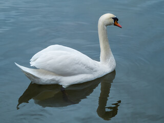 Fototapeta premium White swan swimming on lake, symmetrical reflections in blue water