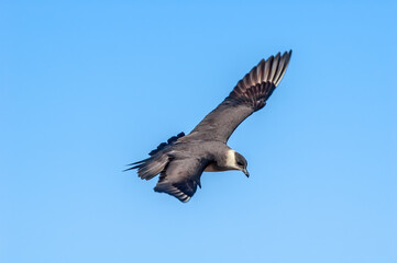 Fototapeta premium Parasitic Jaeger (Stercorarius parasiticus) in Barents Sea coastal area, Russia