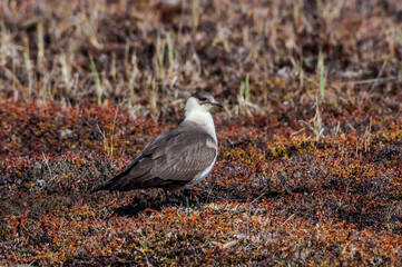 Parasitic Jaeger (Stercorarius parasiticus) in Barents Sea coastal area, Russia