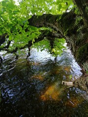 Naklejka premium tree in the lake 