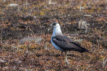 Parasitic Jaeger (Stercorarius parasiticus) in Barents Sea coastal area, Russia