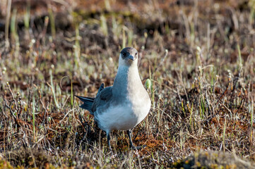 Parasitic Jaeger (Stercorarius parasiticus) in Barents Sea coastal area, Russia