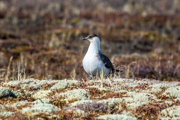 Parasitic Jaeger (Stercorarius parasiticus) in Barents Sea coastal area, Russia