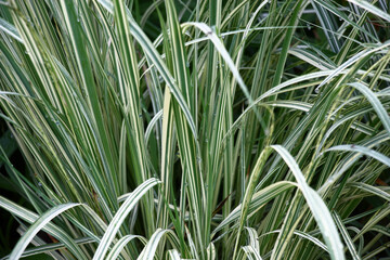 Very beautiful grass of a cereal molinia with longitudinal strips on leaves.