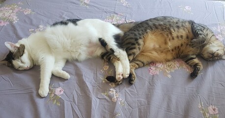 Gatinhos de estimação