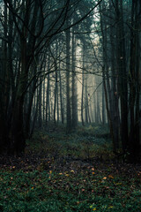 Obraz premium morning in the forest