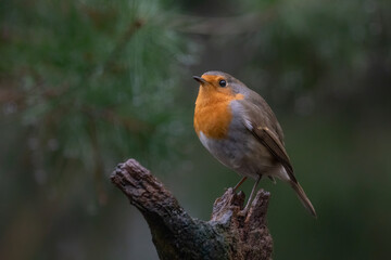 European Robin (Erithacus rubecula) on a branch in the forest of the Netherlands. 