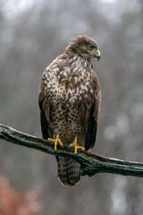 Common Buzzard (Buteo buteo) on a branch in the forest off Overijssel in the Netherlands.