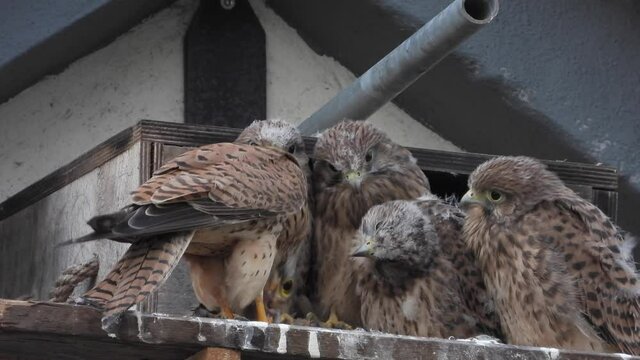 Turmfalken am Nistkasten auf Bauernhof in der Eifel