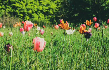 Flowers. Tulip. Vintage