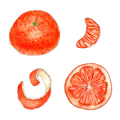 Hand painted watercolor mandarin tangerine small set.