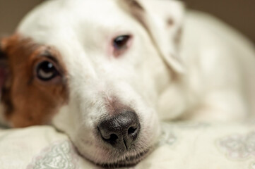 Muzzle of a sleeping white dog close-up.