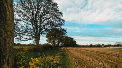 landscape with trees