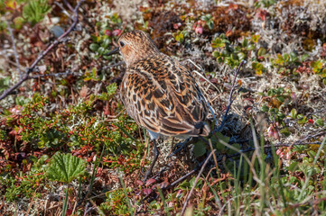 Little Stint (Calidris minuta) in Barents Sea coastal area, Russia