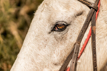 white horse portrait