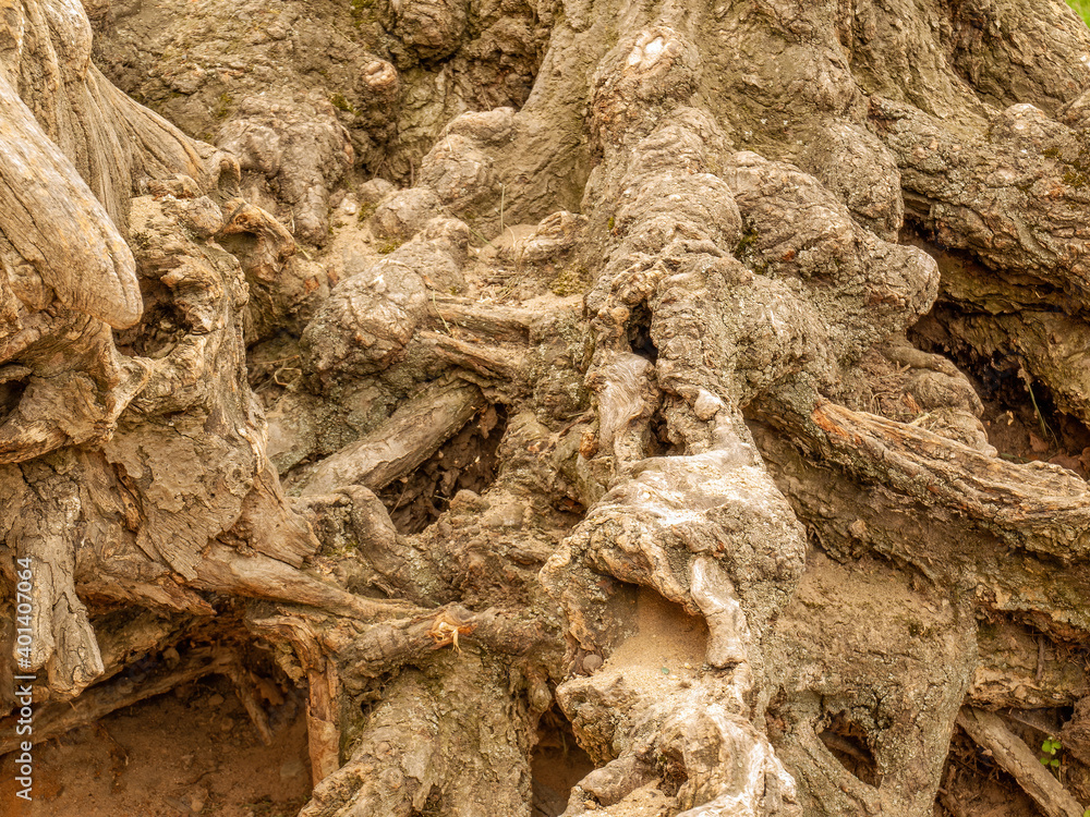 Poster texture of an old tree trunk with cracks and tangles