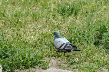Wild Rock Dove (Columba livia) in Caucasus, Republic of Dagestan, Russia
