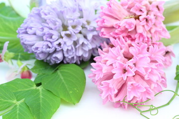 ピンクと薄紫のヒヤシンスの花束のクローズアップ