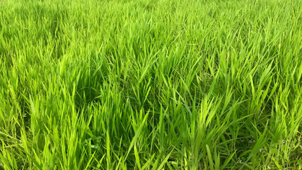 Ruzi grass for feeding animal, Brachiaria ruziziensis