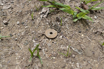 公園に落ちているお金